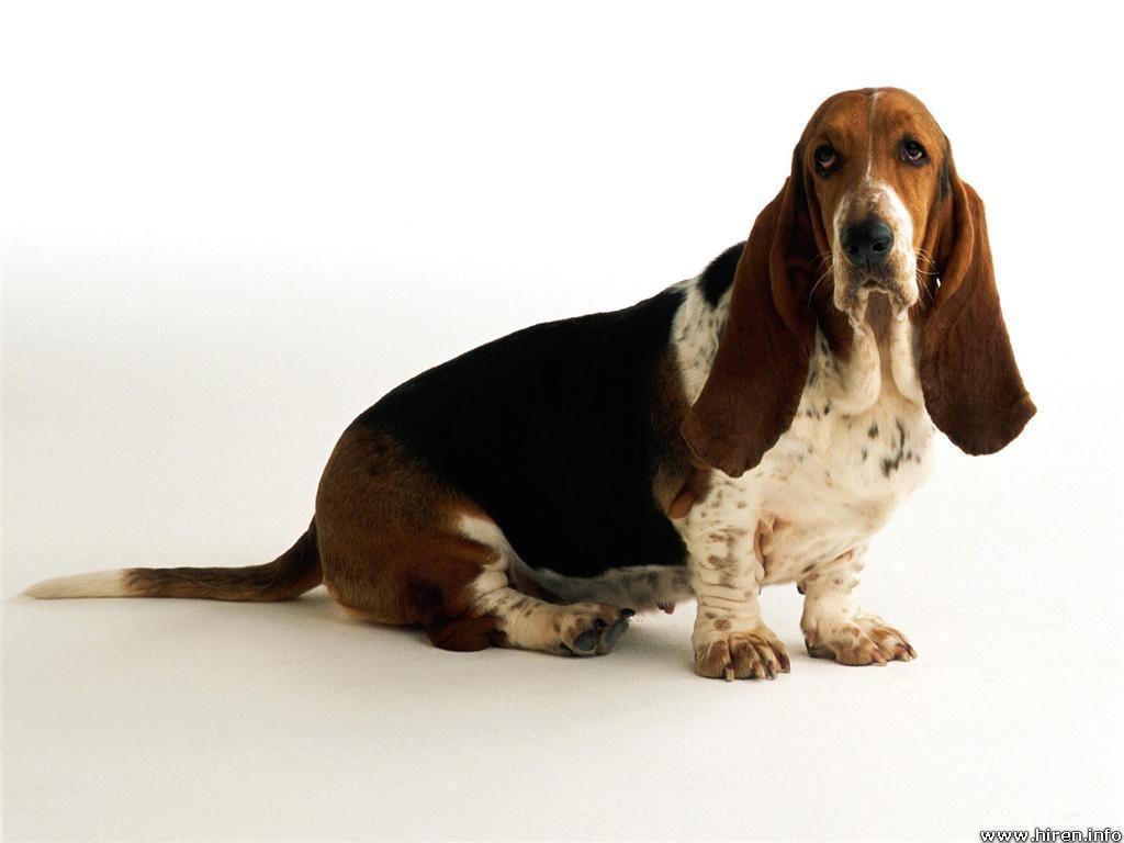Free wallpaper Basset hound