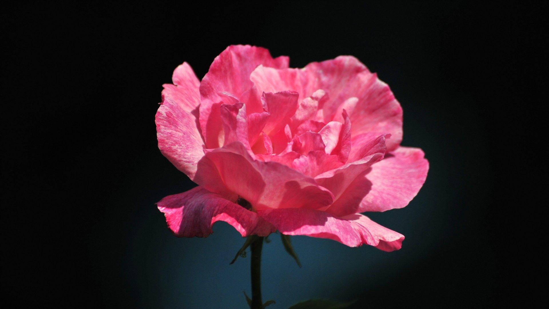 Beautiful Pink Rose Flower Wallpaper. ForestHDWallpaper