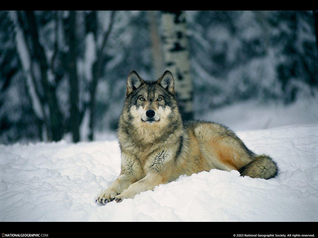 Wolf Wallpaper the Alaskan Wolves!!! Wallpaper 8026347