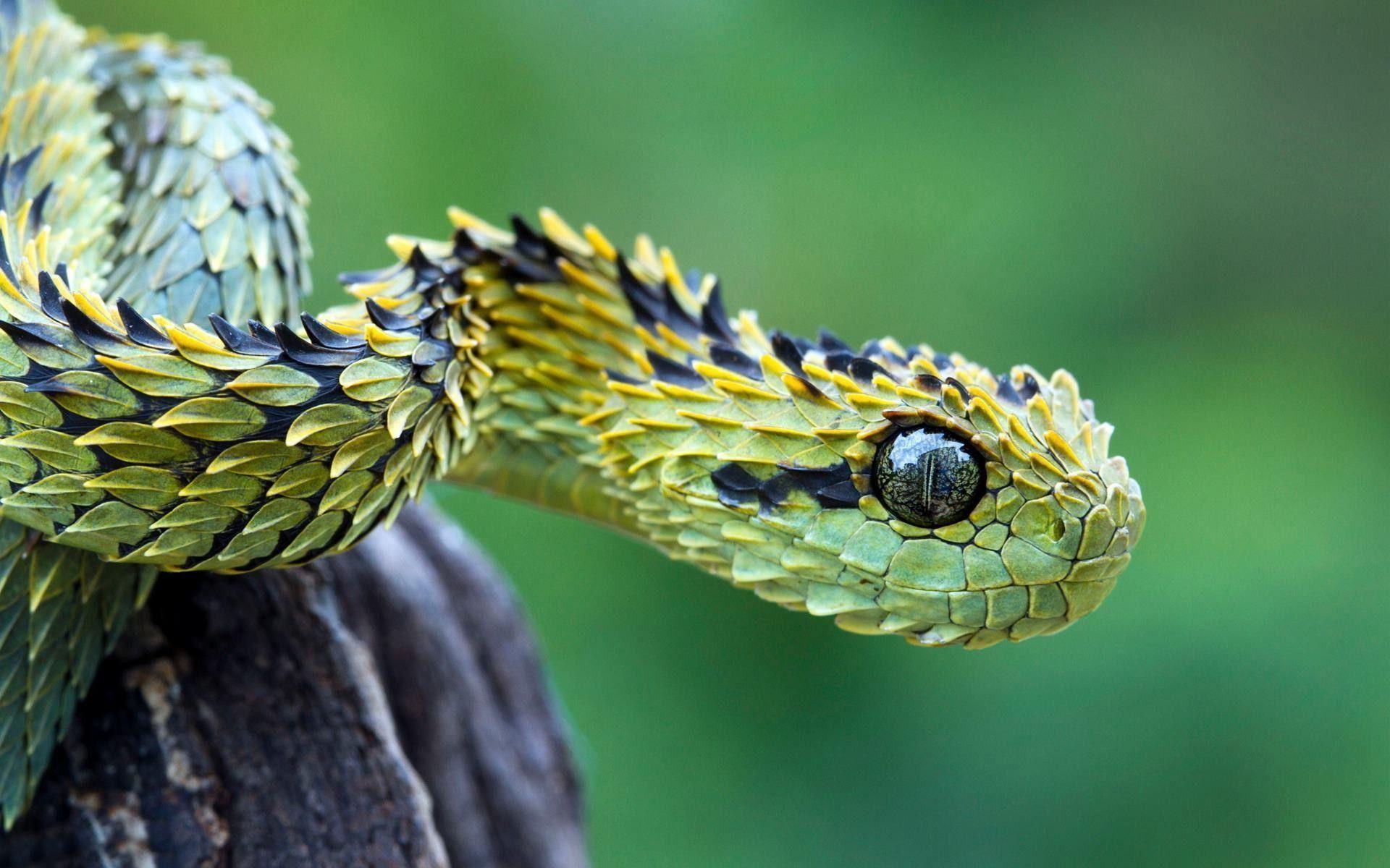 Bush viper snake Wallpaper