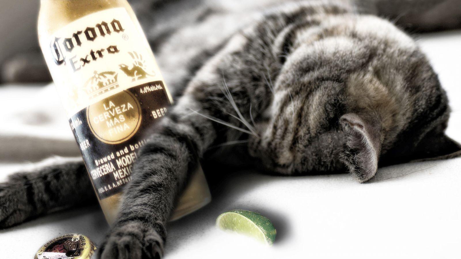 Funny Cat Birthday Picture Download Best HD Desktop Wallpaper