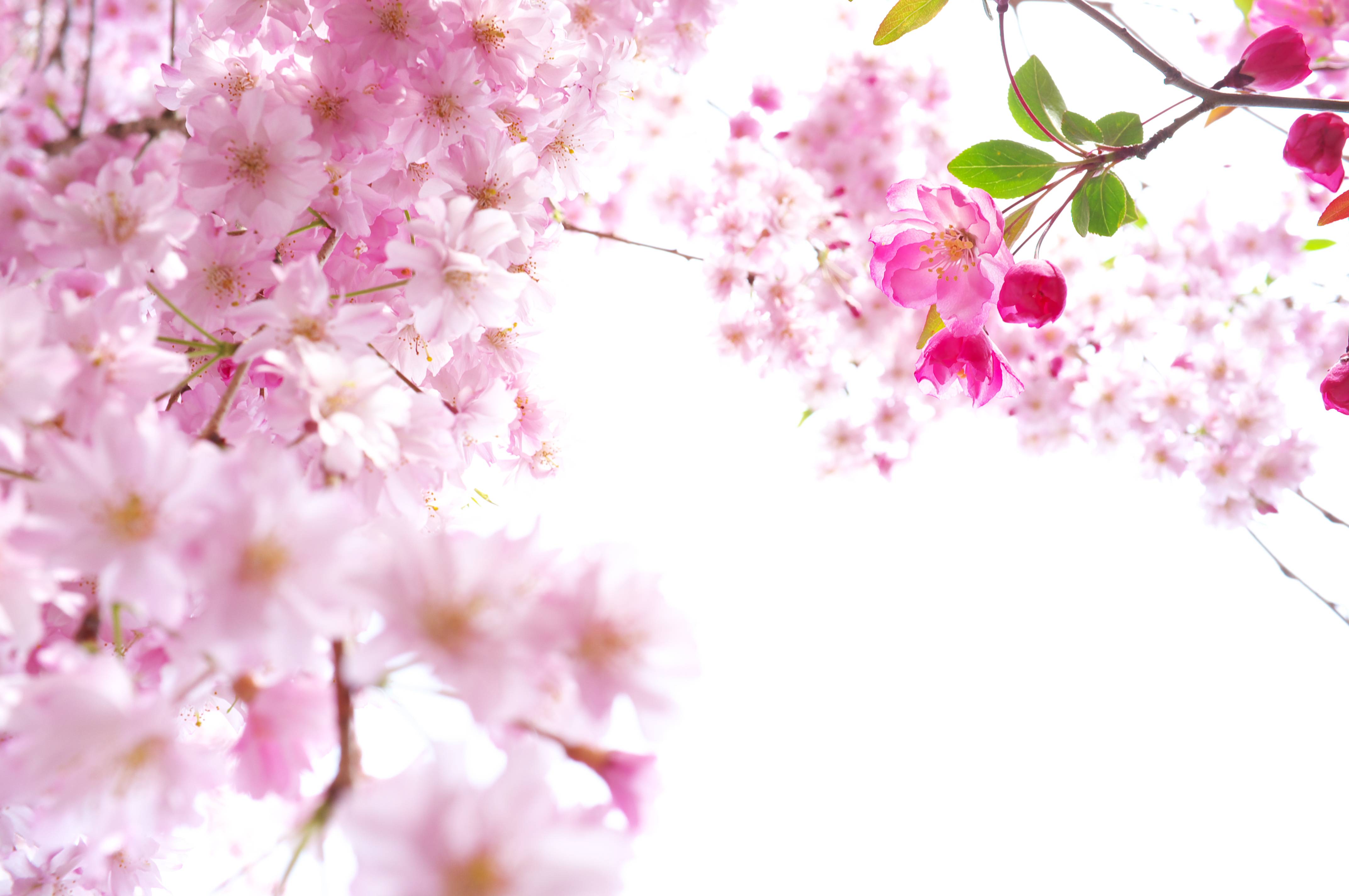 Japan Flowers Sakura Wallpaper in HD