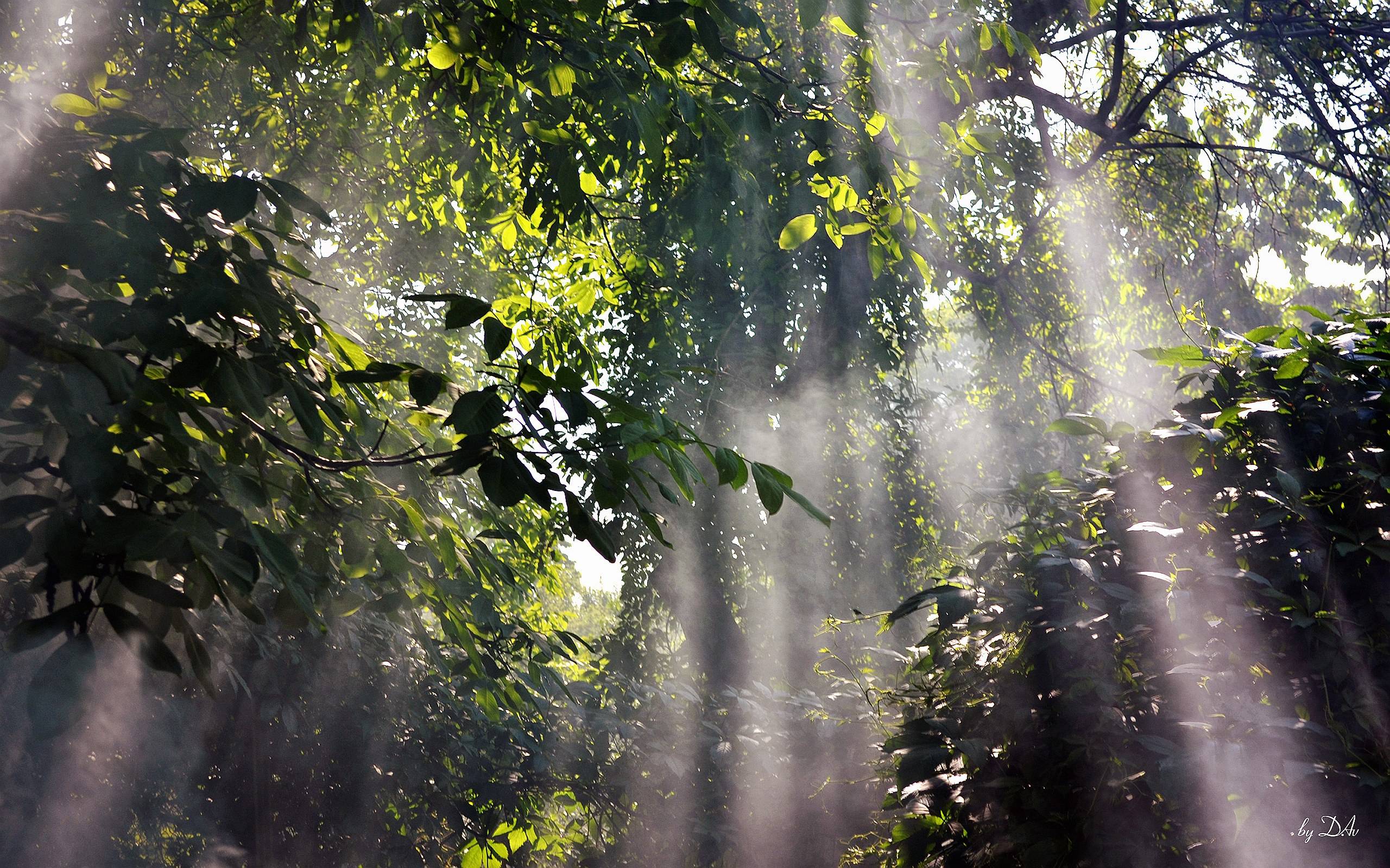 Foggy Rainforest Wallpaper