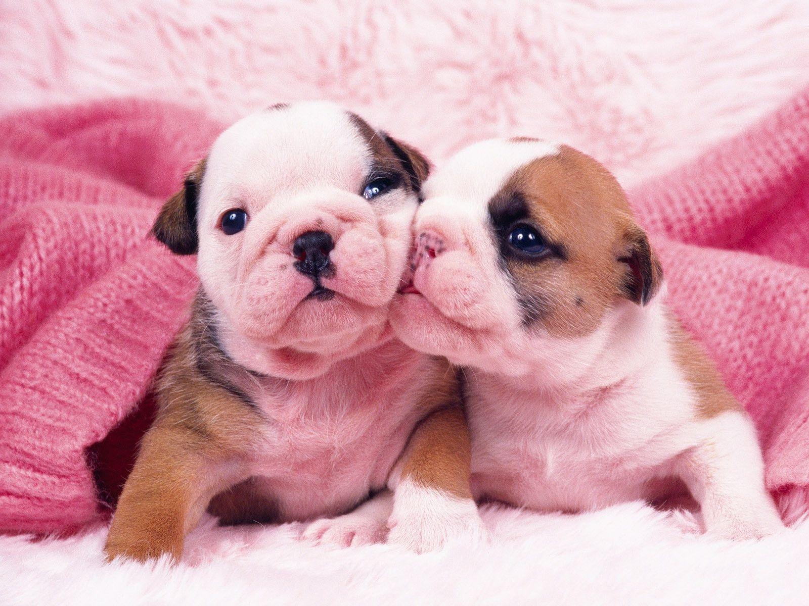 Download Pink Pug Puppies Wallpaper 1600x1200. HD Wallpaper