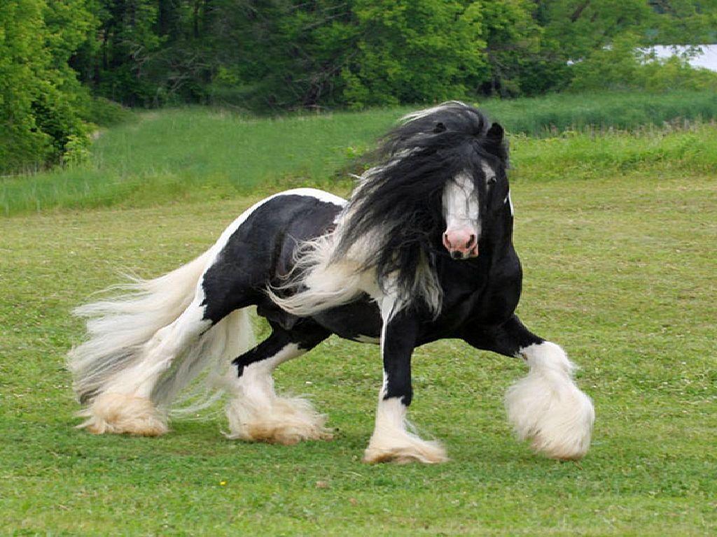 Beautiful Black Horse HD Wallpaper: Animals by Free HD Wallpaper