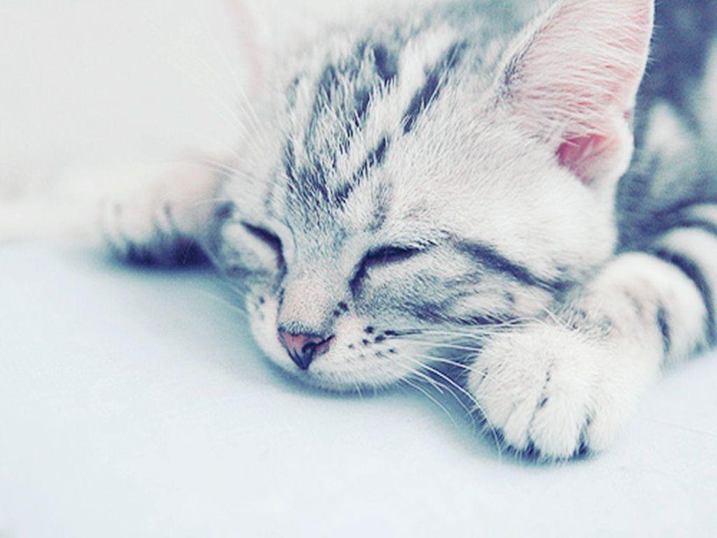 Cute kitten Kittens Wallpaper
