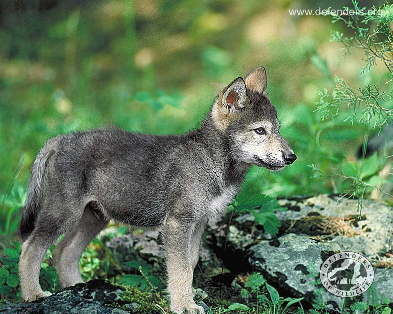 Wallpapers For > Wolf Puppies Wallpapers
