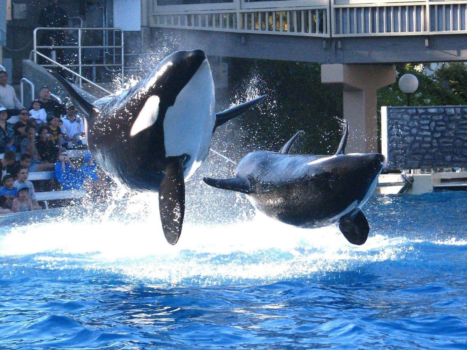 Thérèse Nicole: Shamu and Hollywood