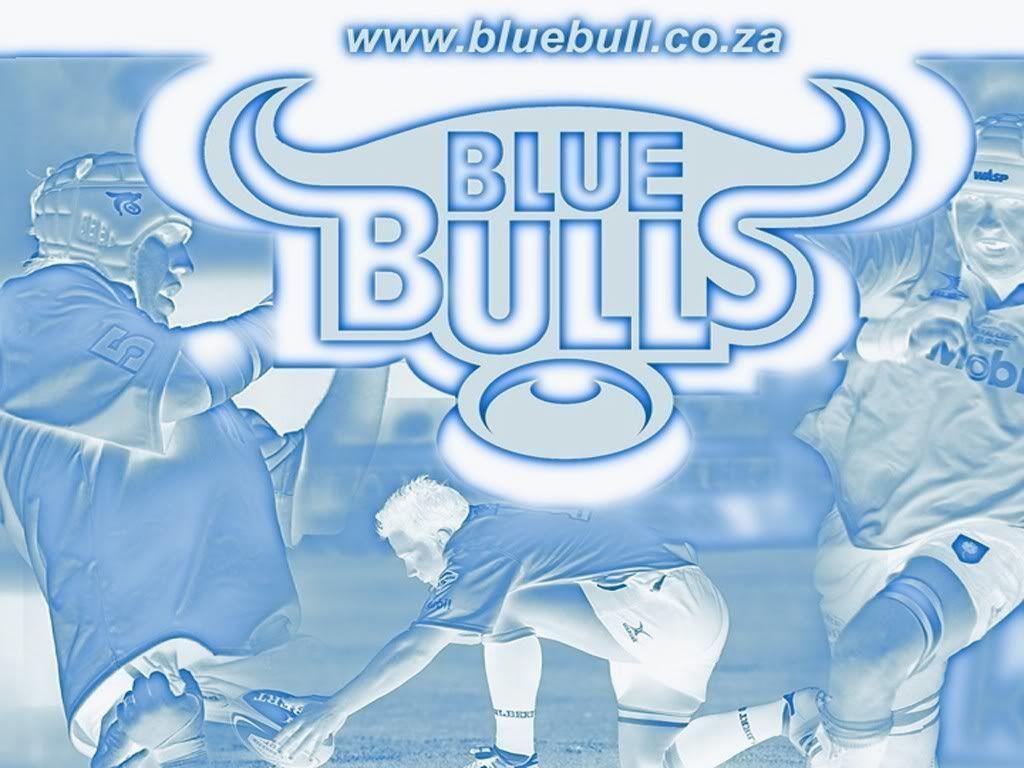 Blue Bulls Wallpaper Image & Picture