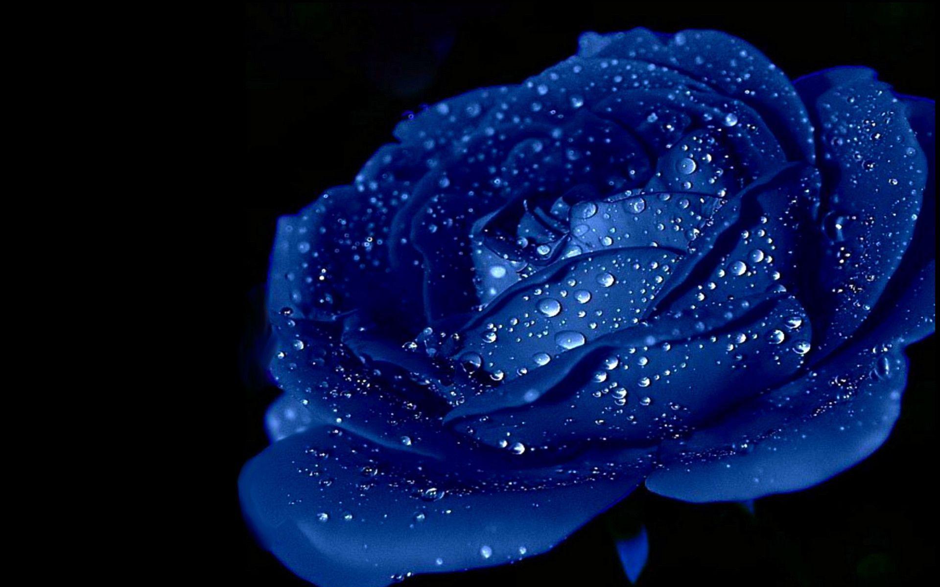 Blue Colour Rose Hd Wallpaper : Blue Rose Wallpaper Hd Roses Flowers ...