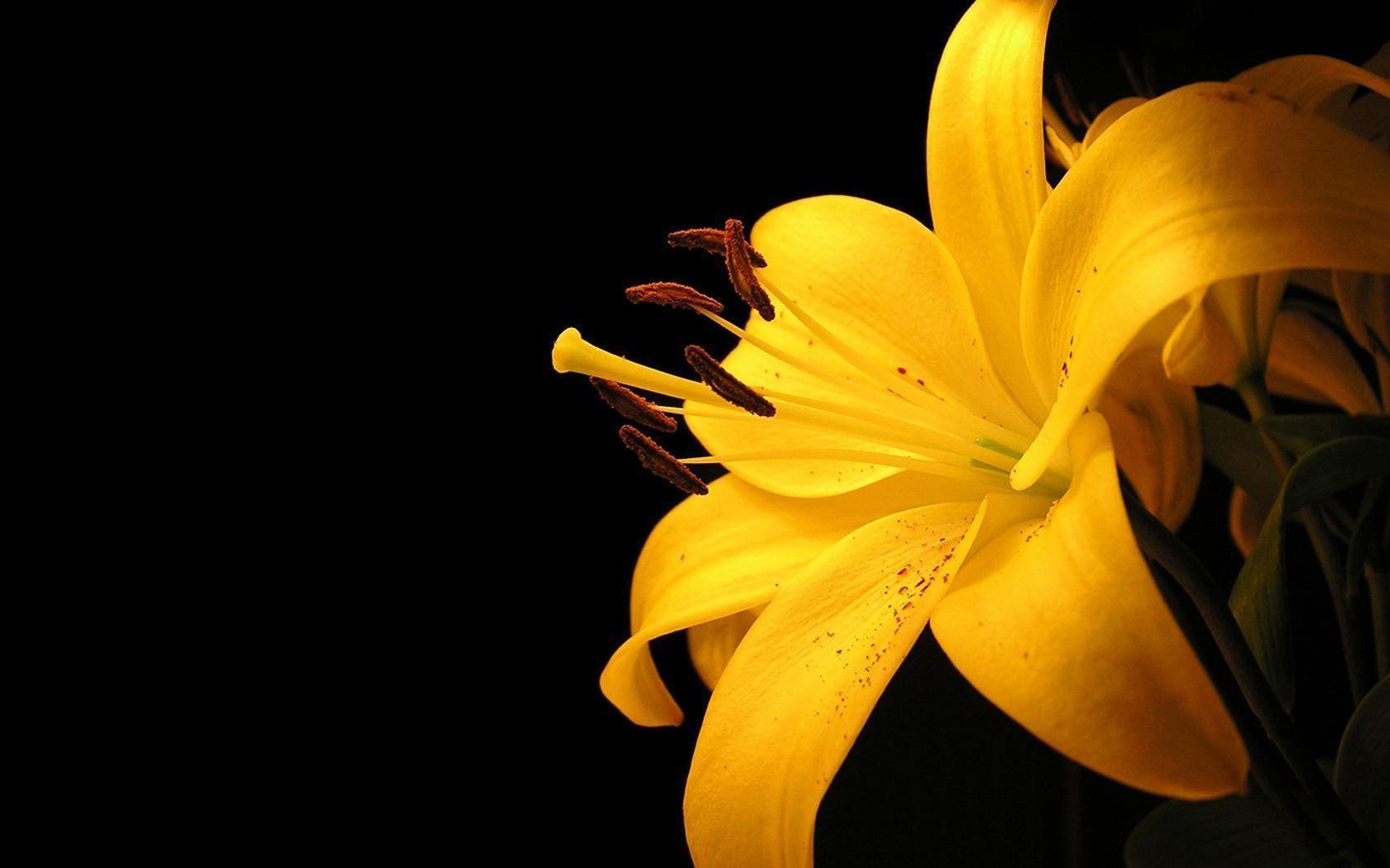 Yellow lilly on black background / 1680 x 1050 / Macro