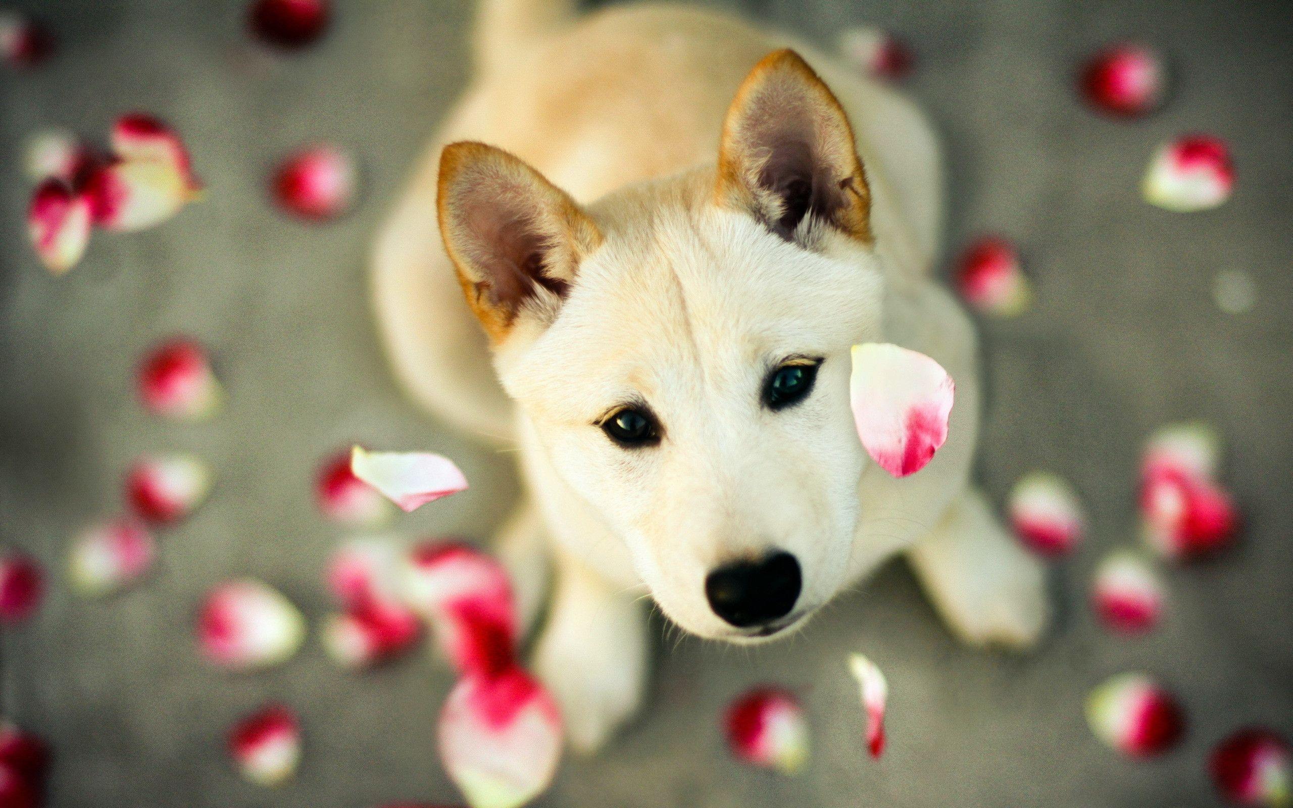Cute Dog Wallpapers