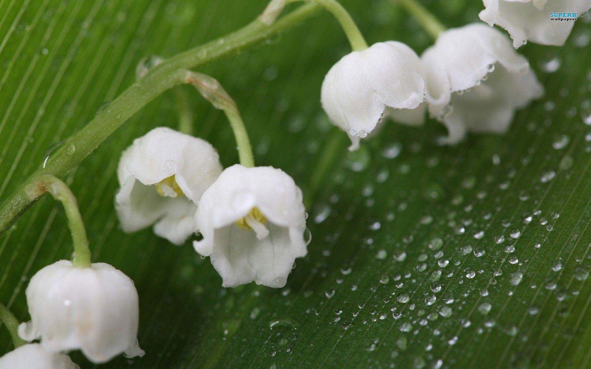 Lily Of The Valley 11351 1920x