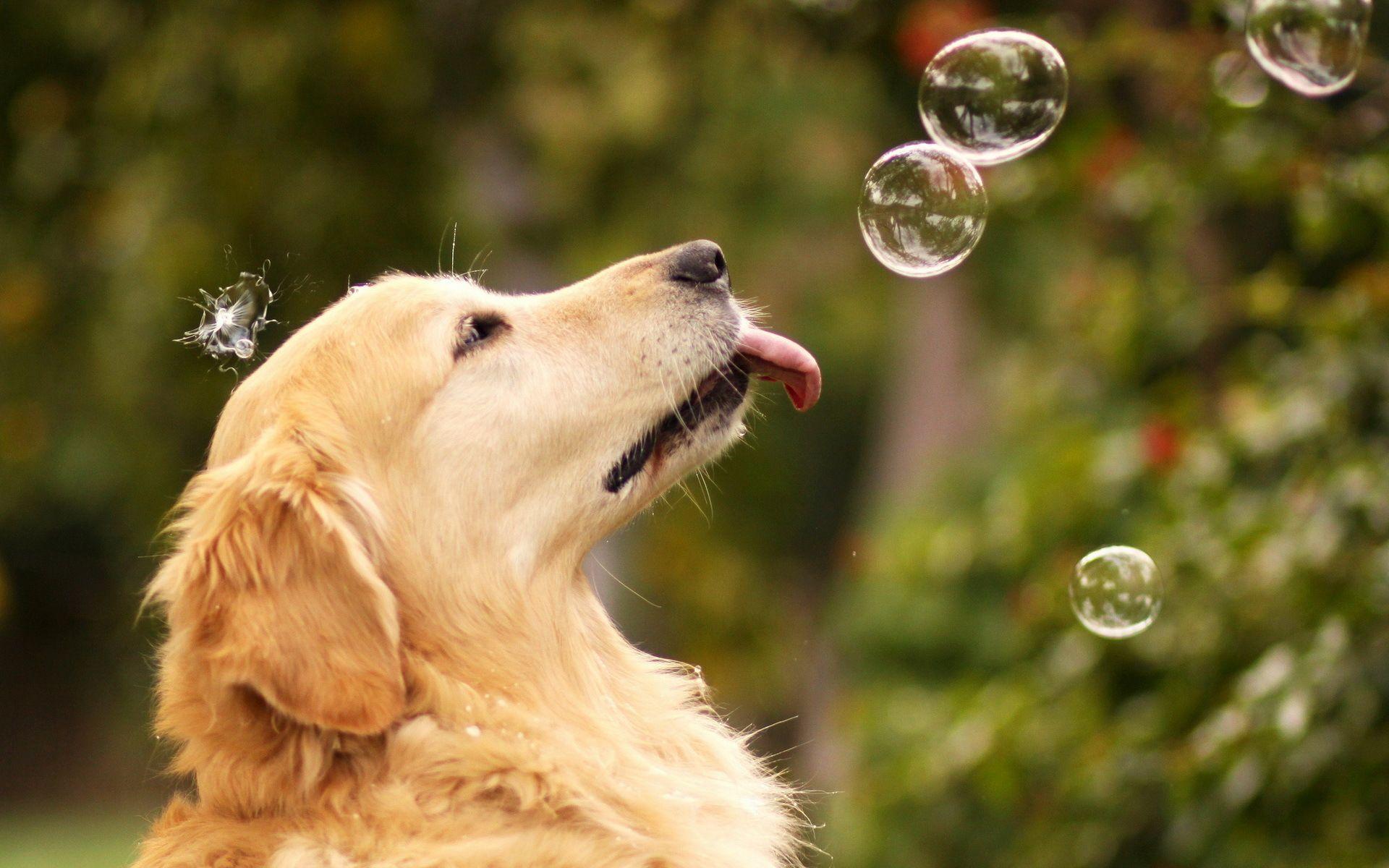 Wallpapers For > Golden Retriever Dog Wallpapers
