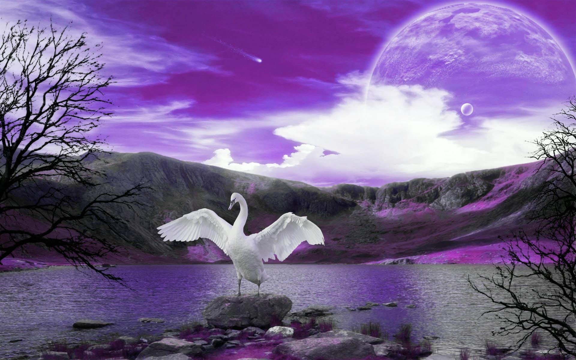 cute swan wallpaper Download Wallpaper Desktop, Widescreen