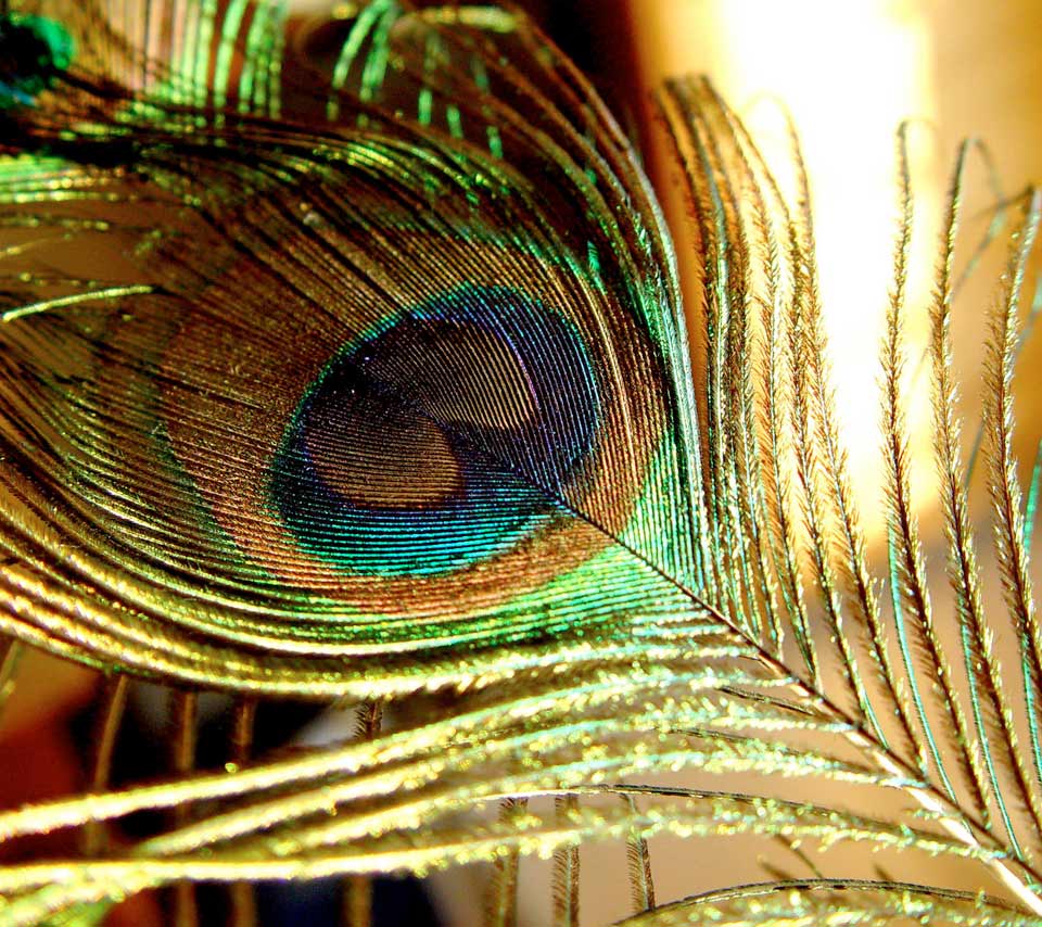 Shiny Peacock Feather
