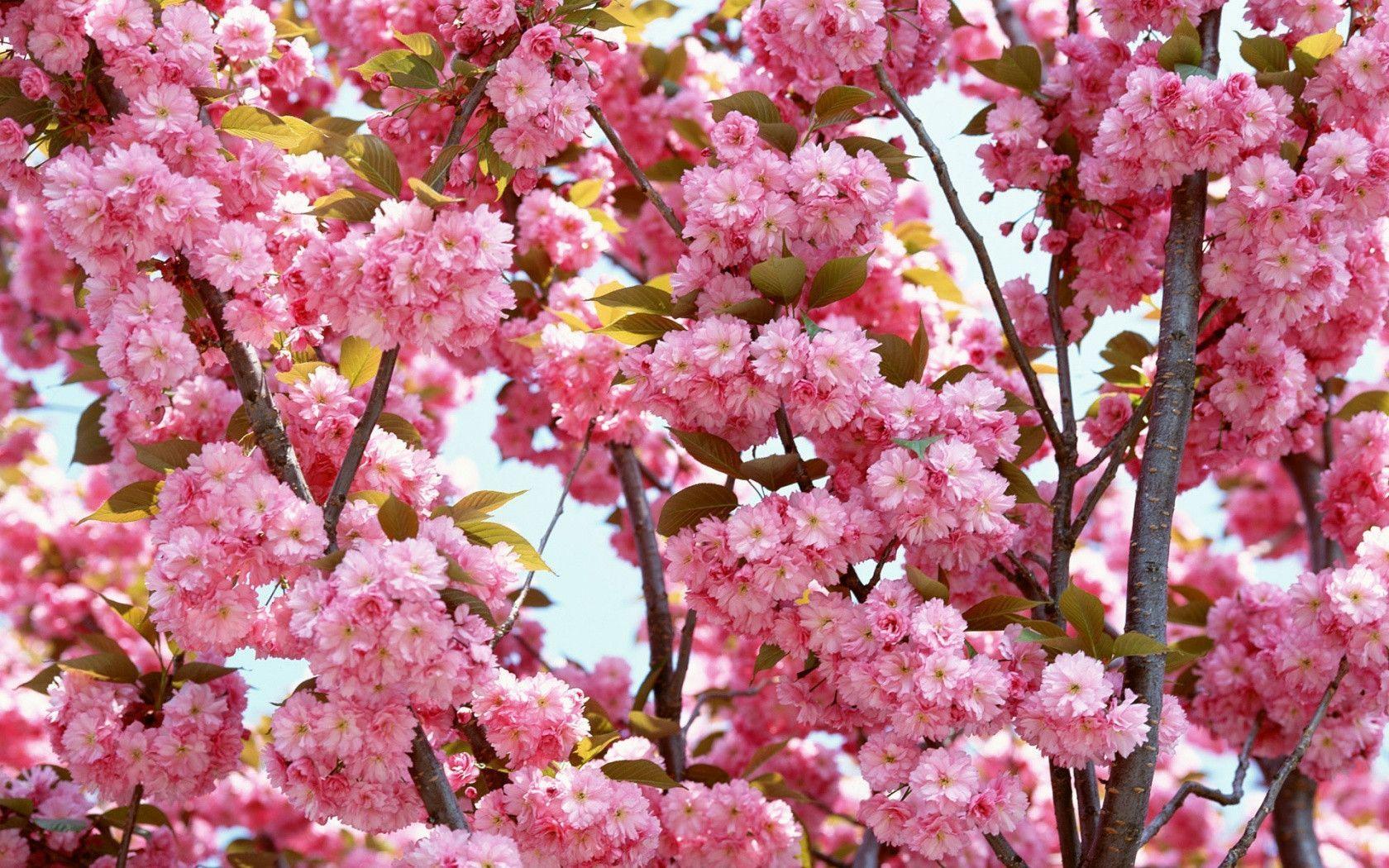 Pink Blossom Flowers HD Wallpaper Wallpaper Inn