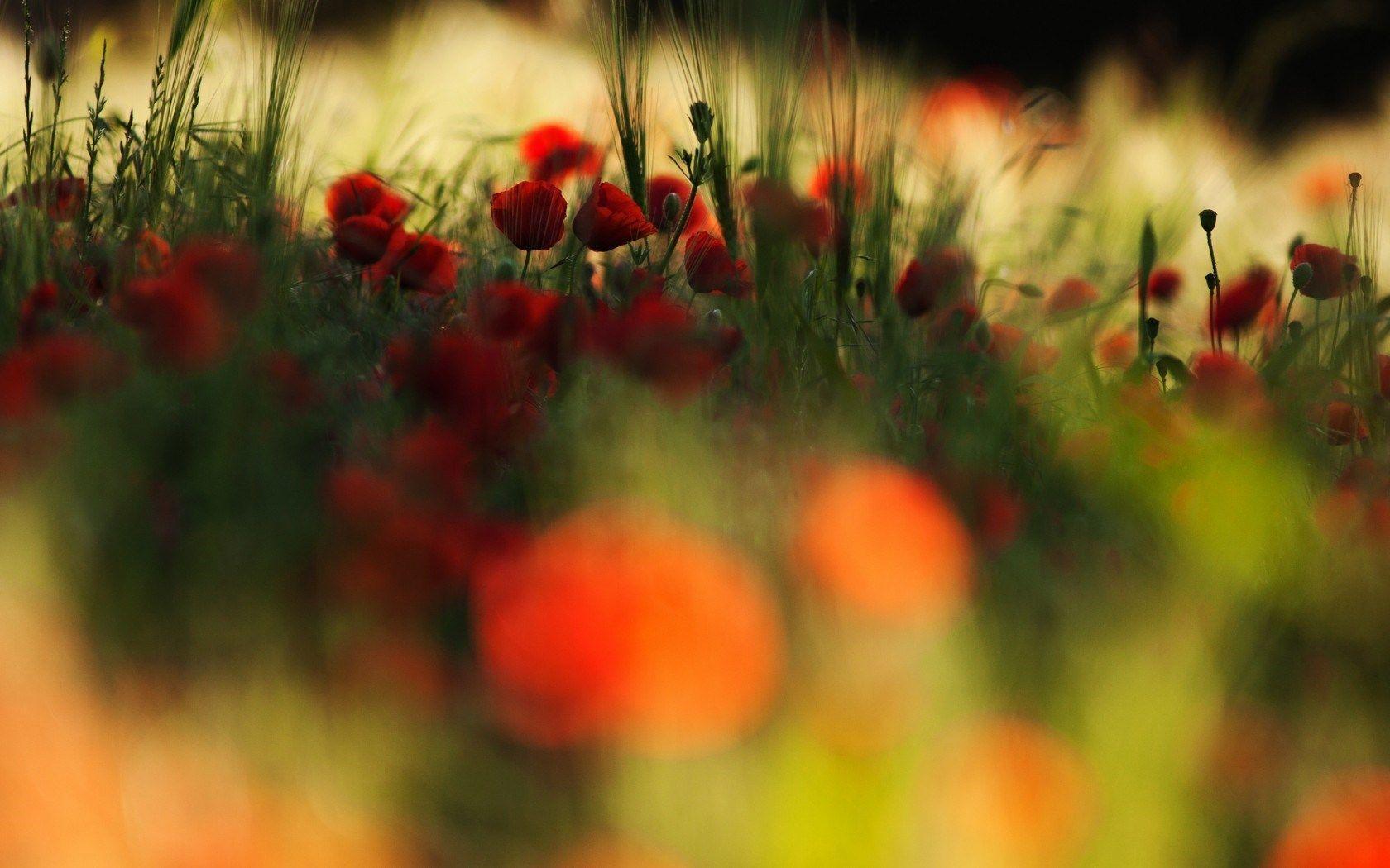 Poppies Flowers Red Field Nature Summer Hd Wallpaper Background