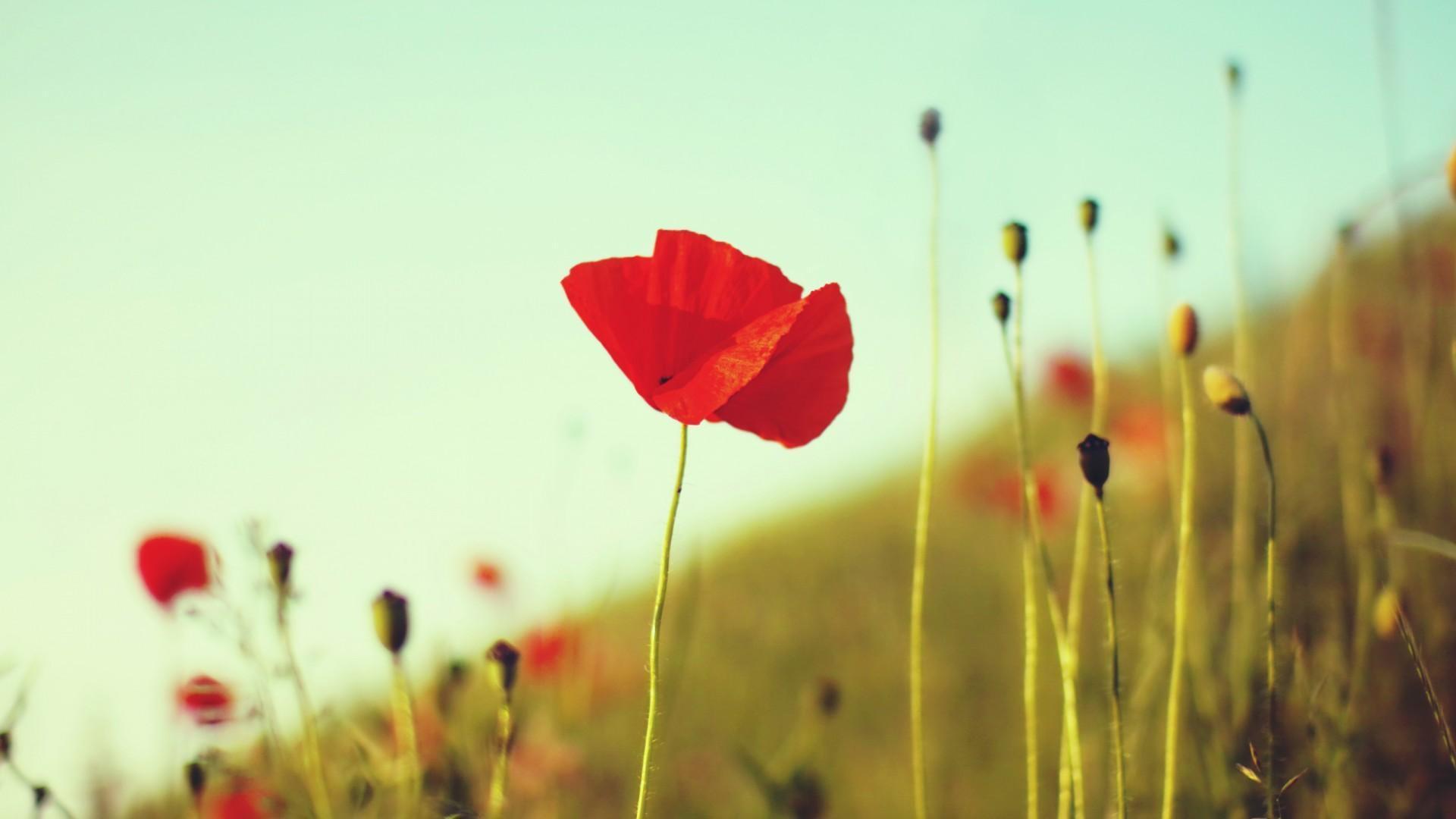 image For > Red Poppies Wallpaper