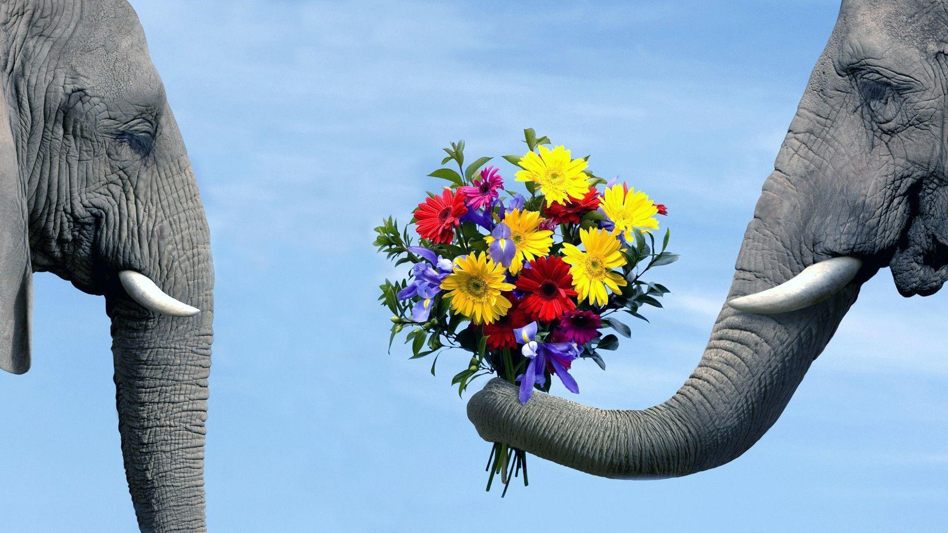 Funny Wallpaper of Elephat Love. Widescreen Wallpaper. High