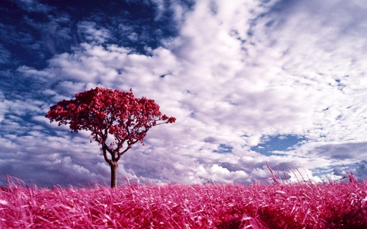Pink Dreamland (Color) Wallpaper