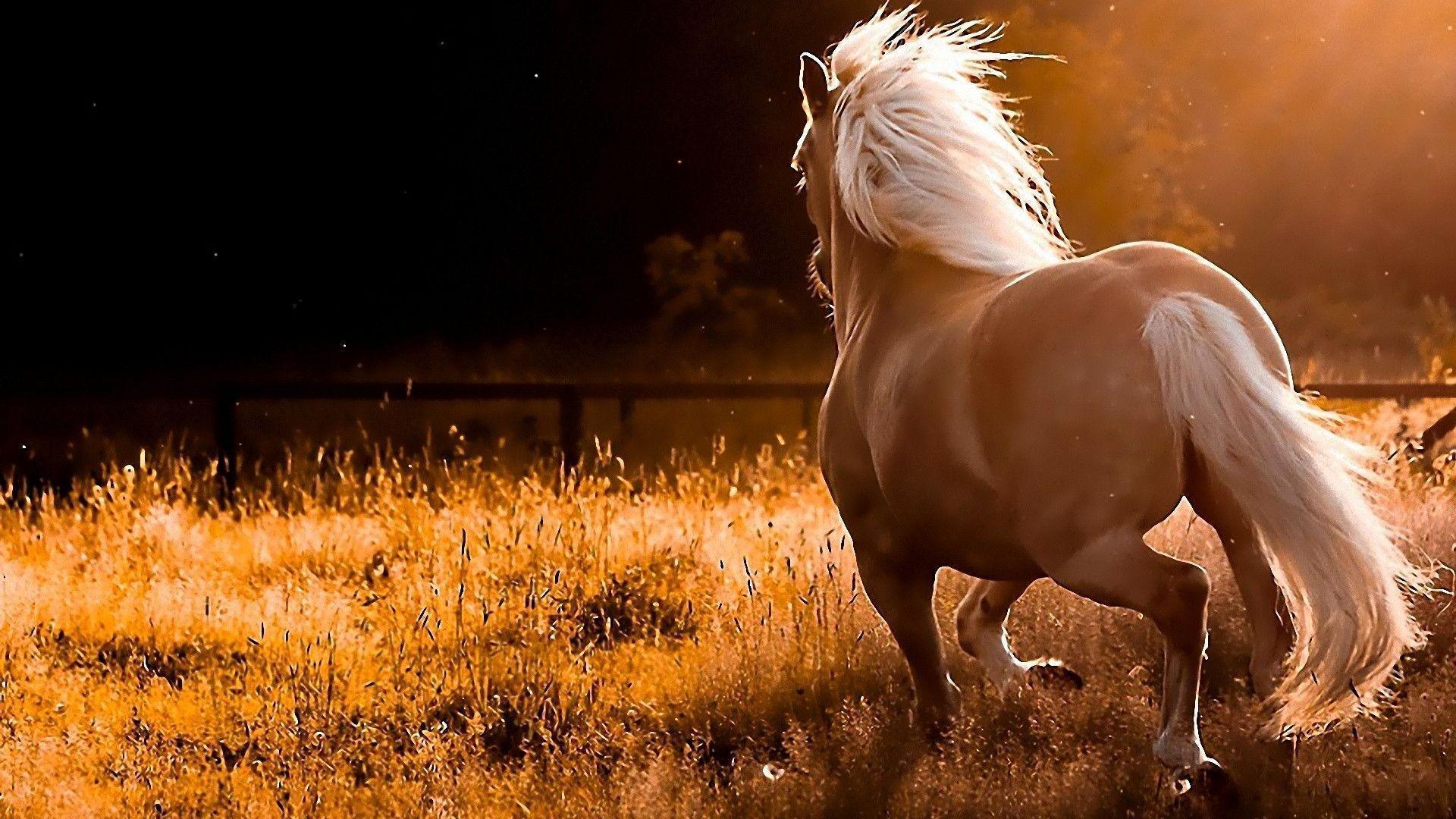 White Running Horse Wallpaper. Download HD Wallpaper