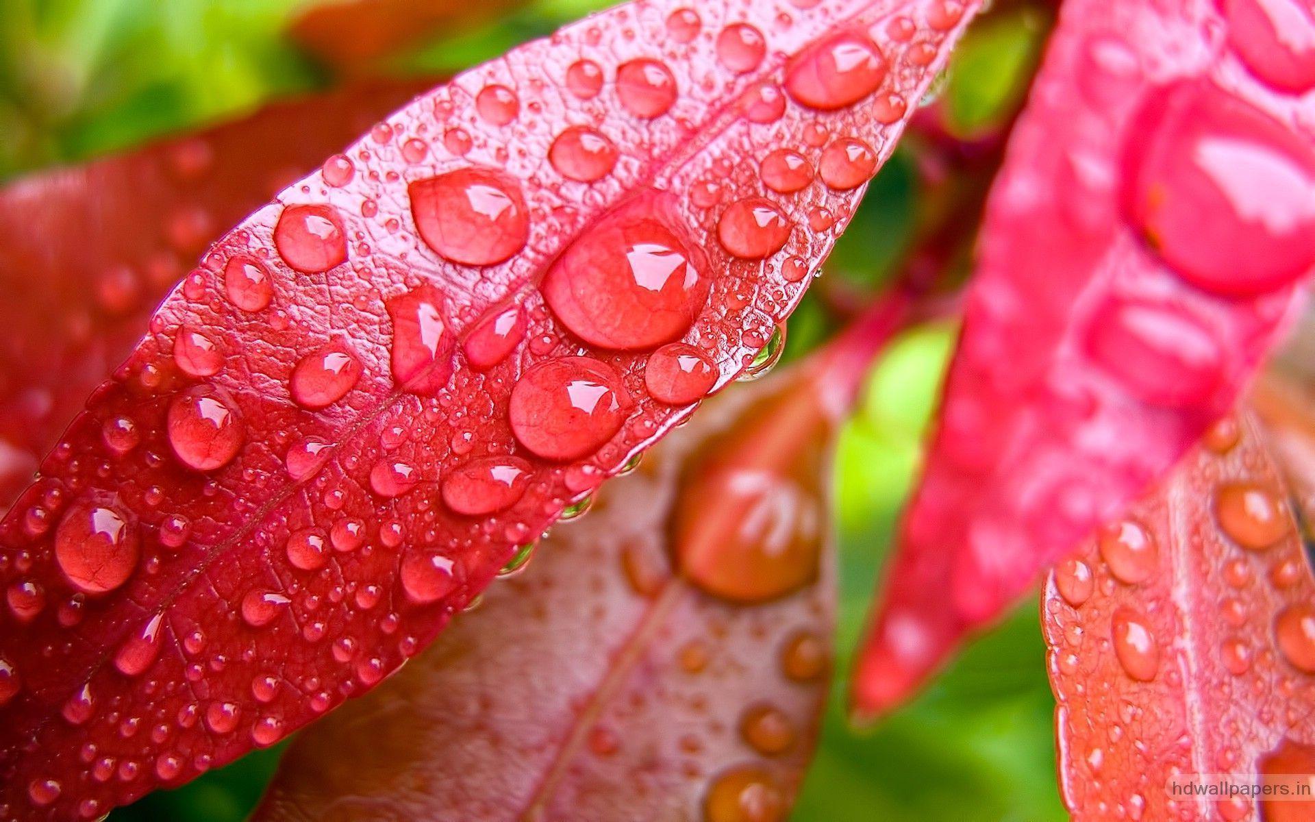 Water Bubbles on Pink Leaf Wallpaper