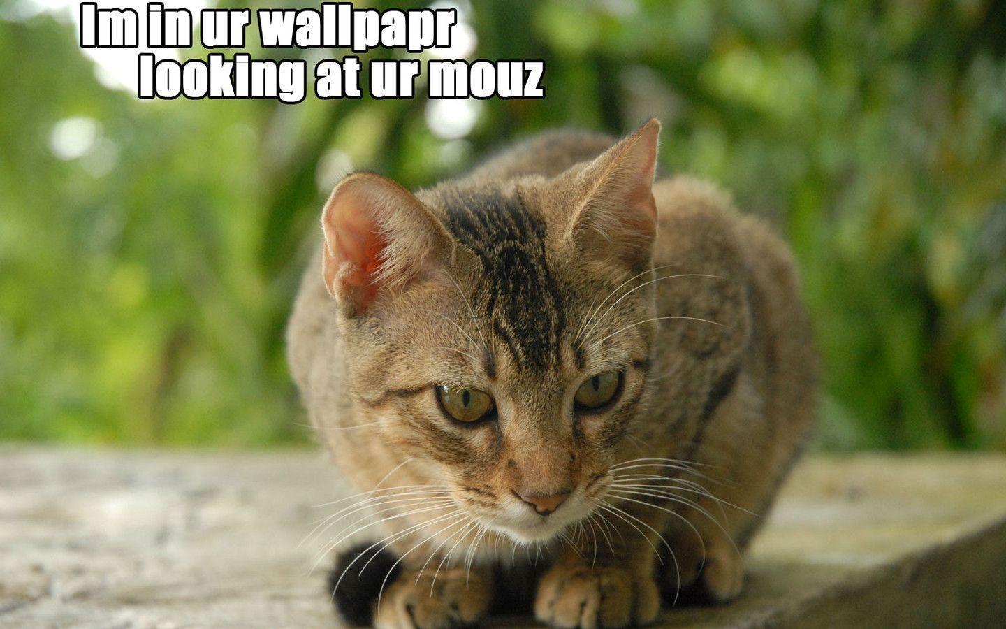 image For > Lolcats Wallpaper