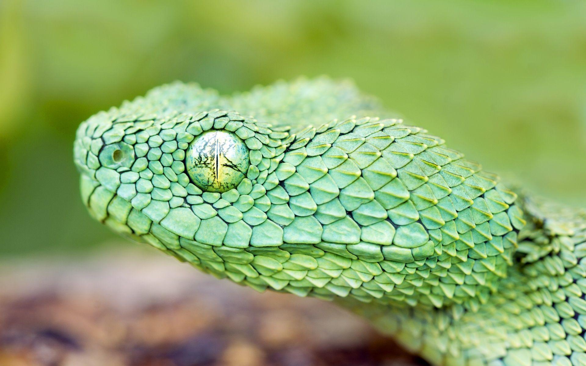image For > Green Viper Snake Wallpaper