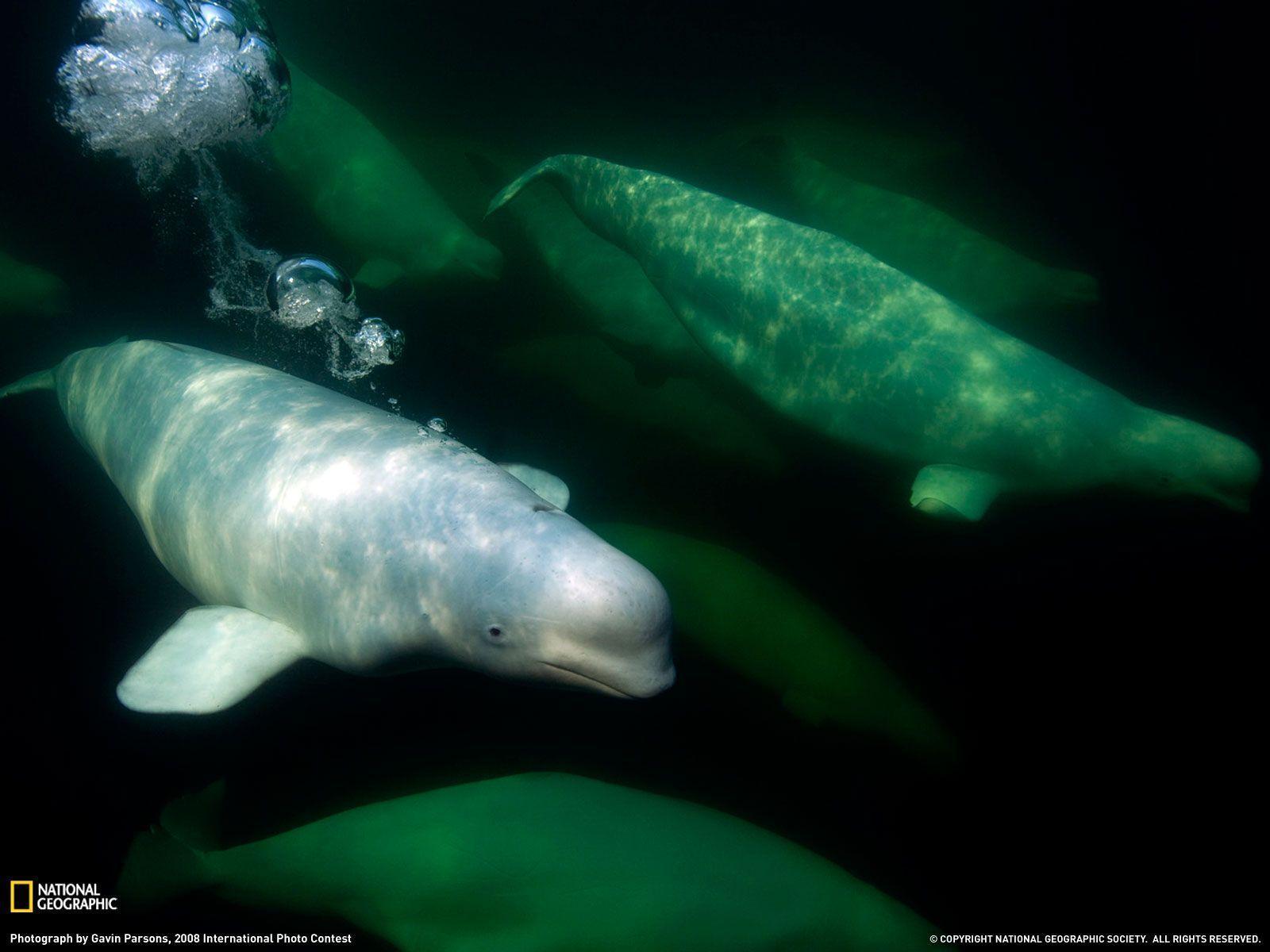 Beluga Whales Photo, Canada Wallpaper Geographic Photo