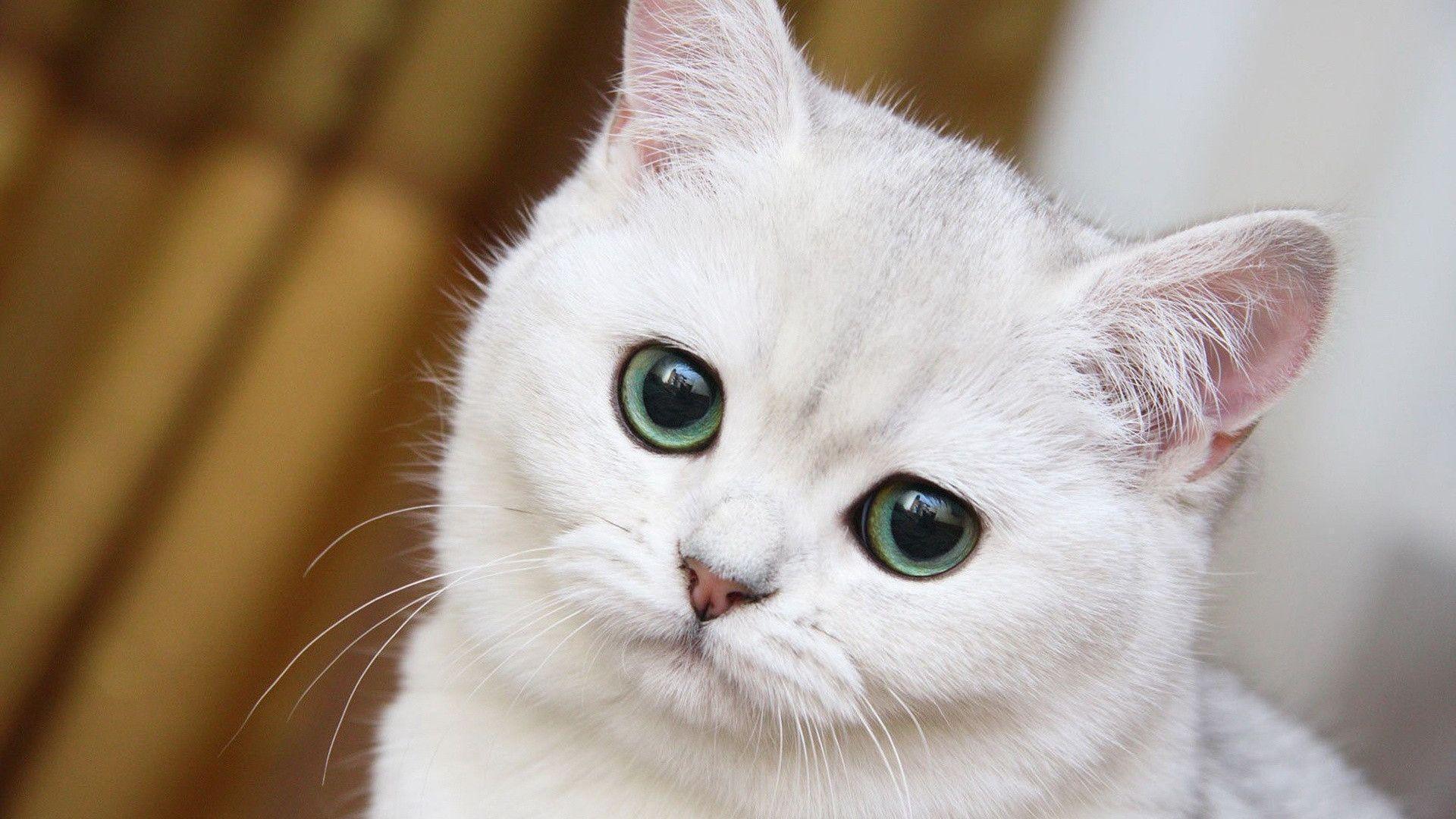 White Cat Wallpapers