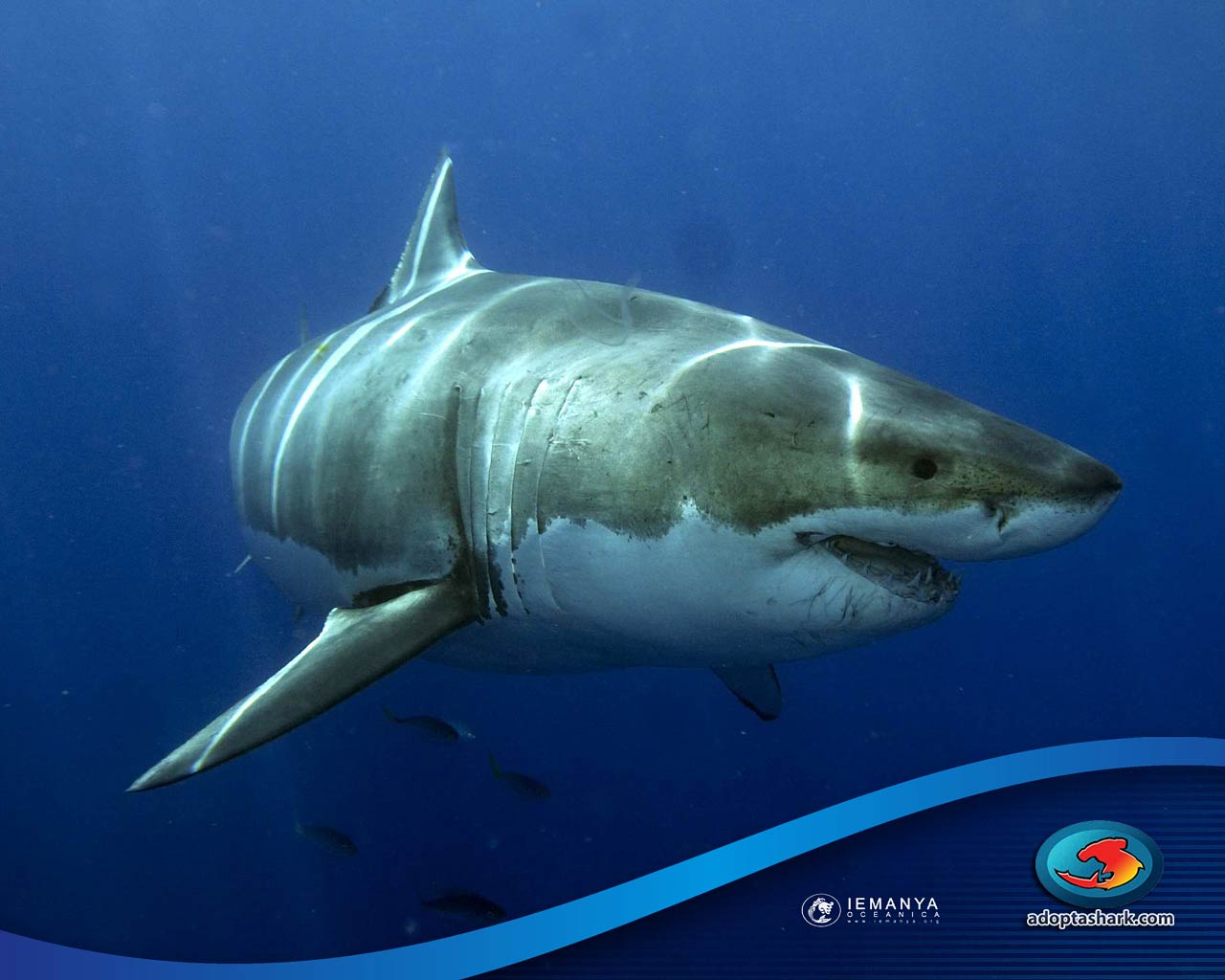 Great White Shark Image