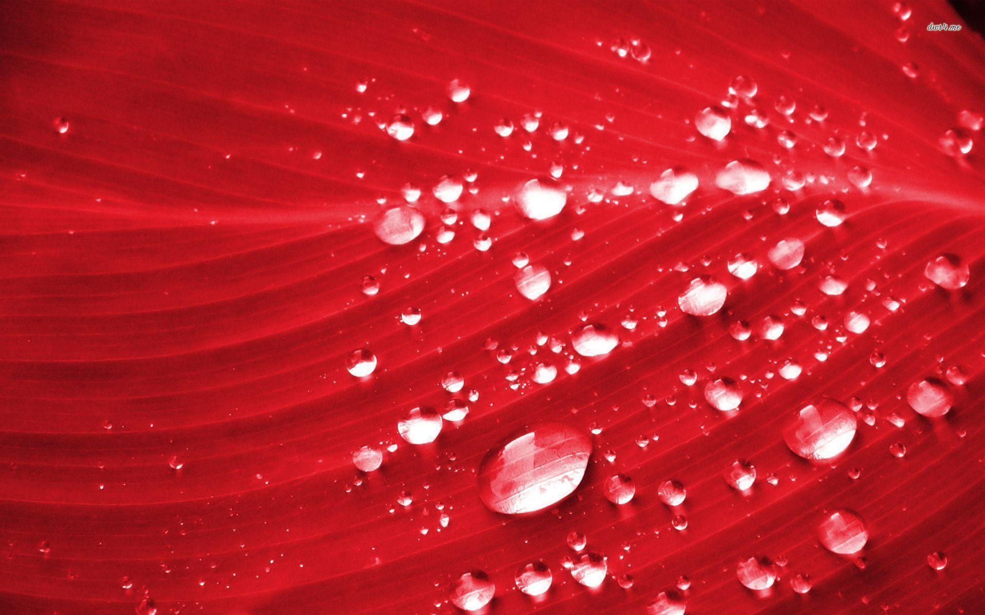 Water drops on red leaf wallpaper wallpaper - #