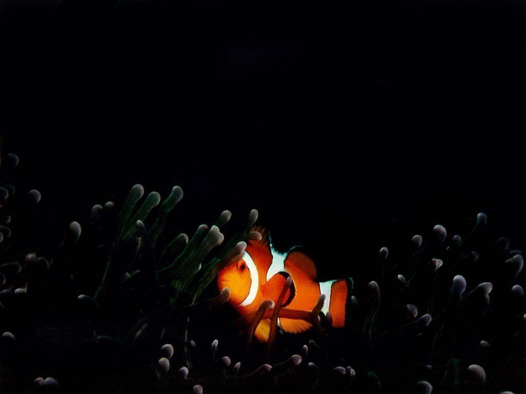 Clownfish Background 2