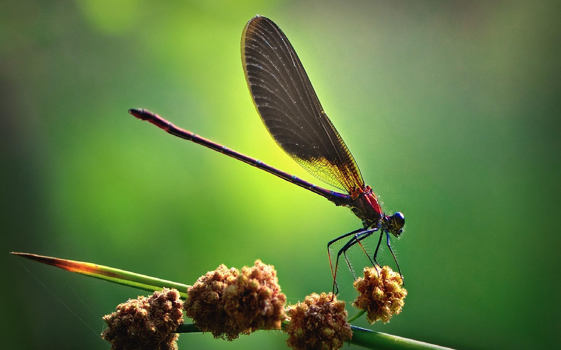Dragonfly iphone 4s4 for parallax wallpapers hd desktop backgrounds  800x1200 date images and pictures