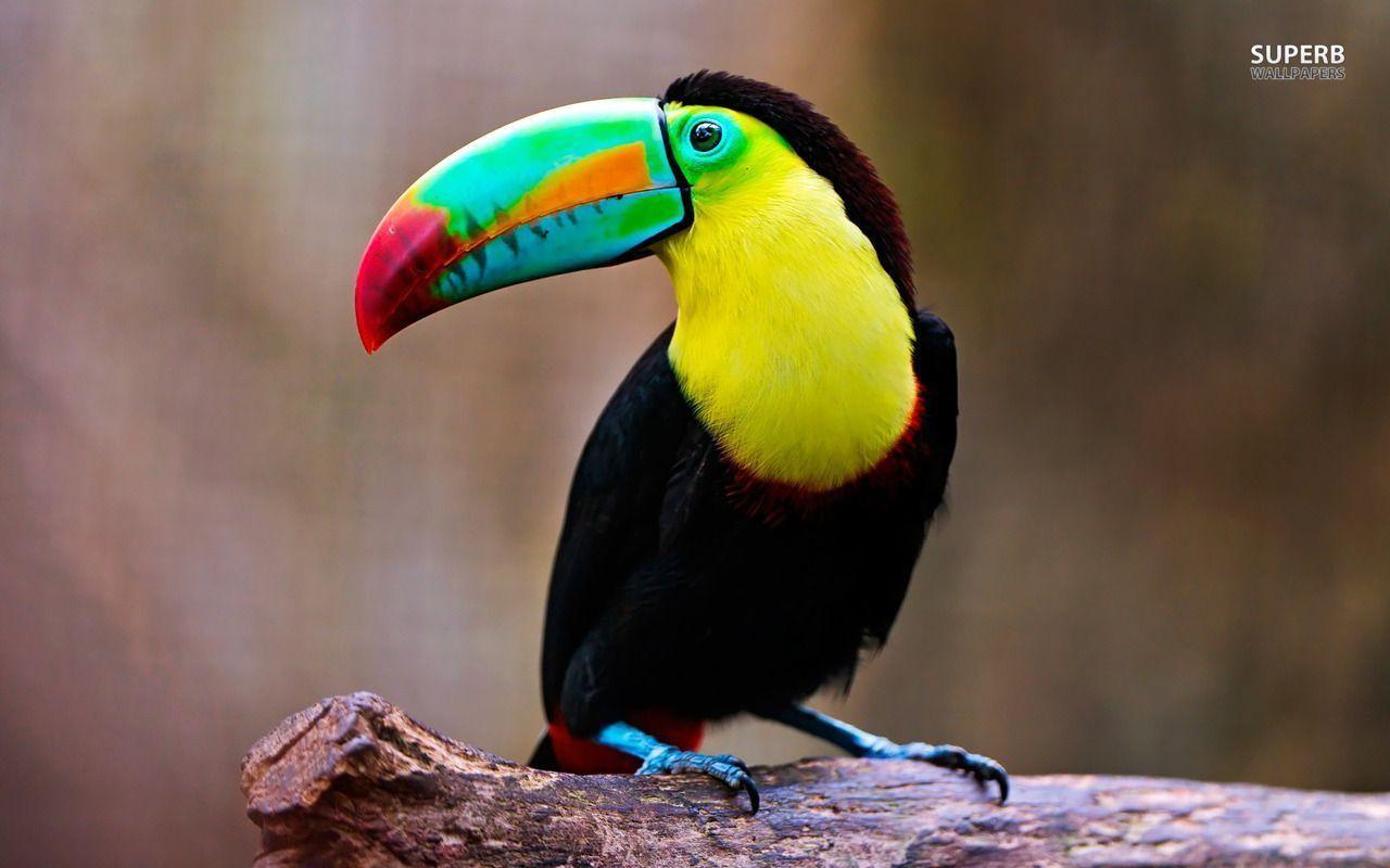 Toucan Wallpaper Full Size Full Size Search n Free Download
