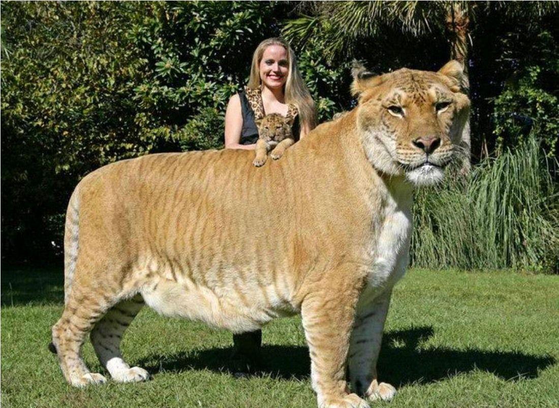 Liger Wallpaper is a Hybrid Cross Between a Male Lion and a Tigress