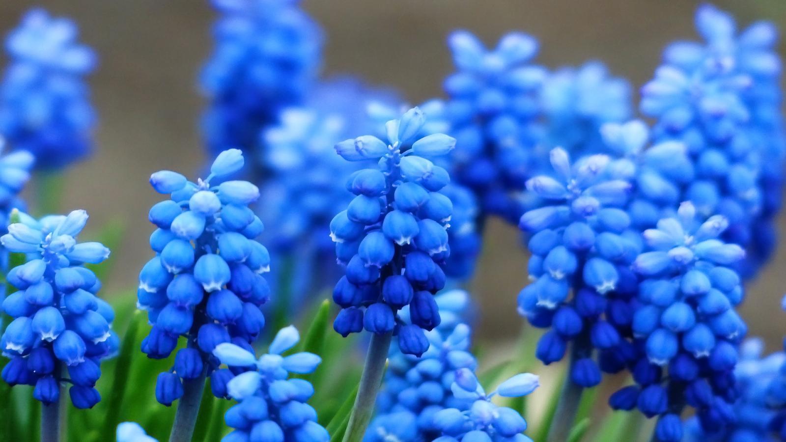 blue hyacinth wallpaper, the brain prion from hell, no right to be