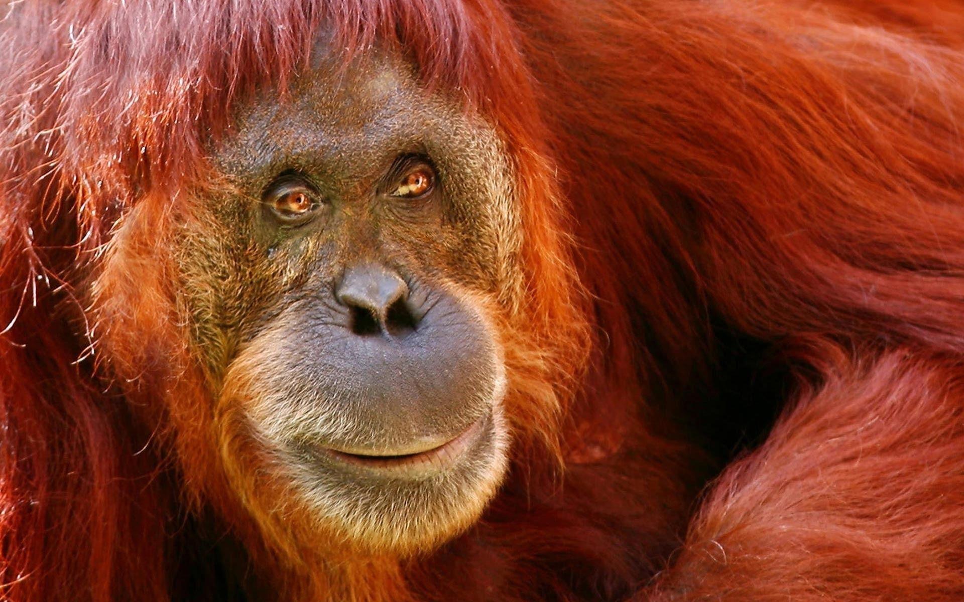 Orangutan Widescreen Wallpaper - #