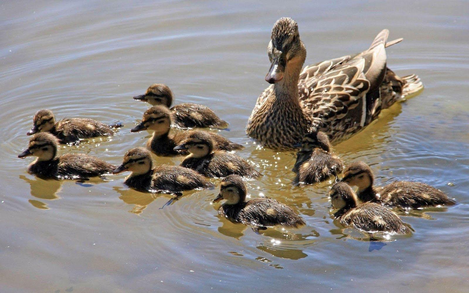 Animal wallpaper of swimming ducks. HD Animals Wallpaper