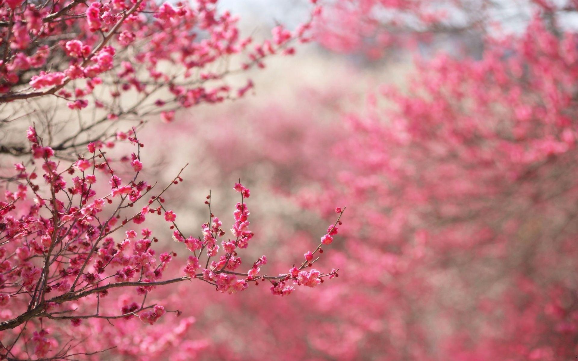 Pink Flowers 5587 HD Desktop Wallpaper