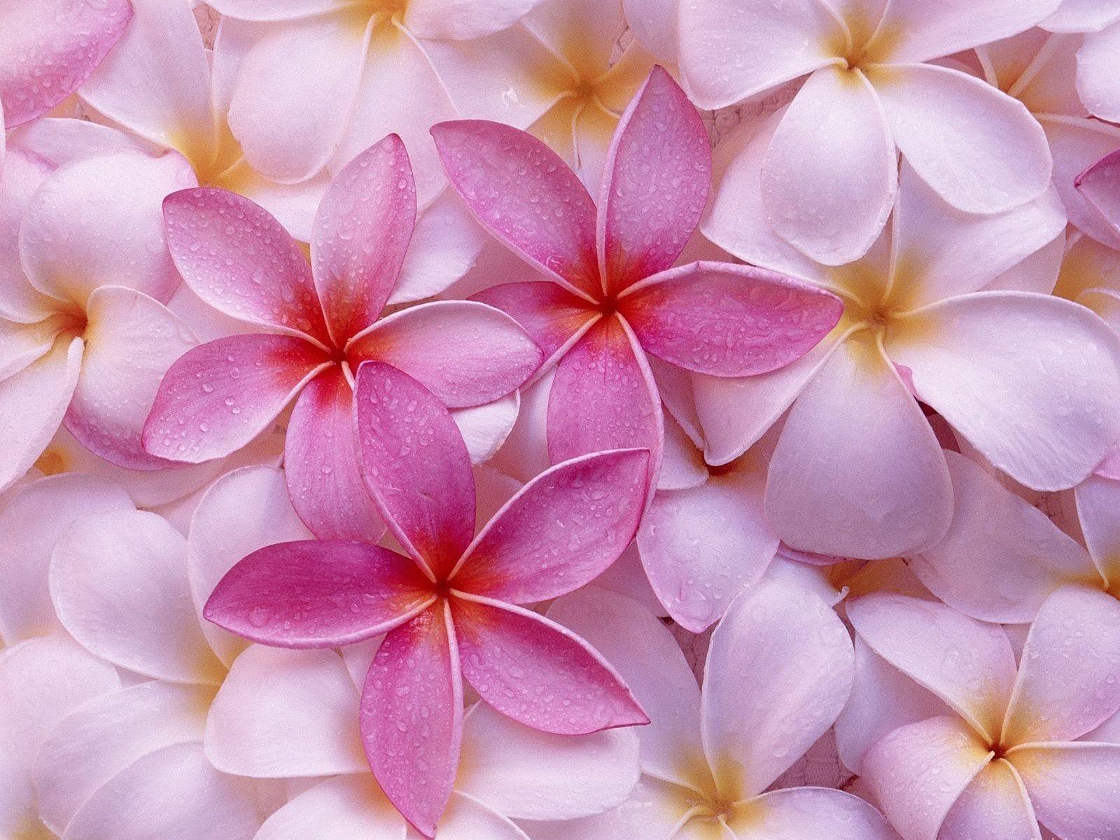 Wallpaper For > Pink Flower Background For Desktop