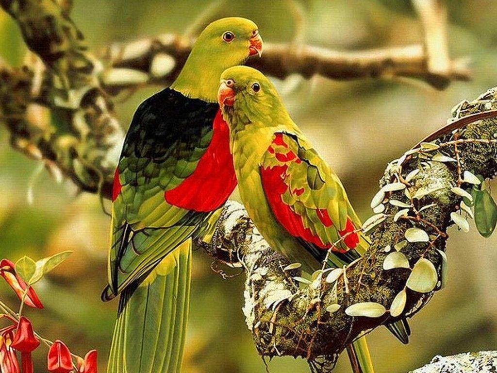 Best Nature Wallpaper Birds Wallpaper HD Image 3 HD Wallpaper