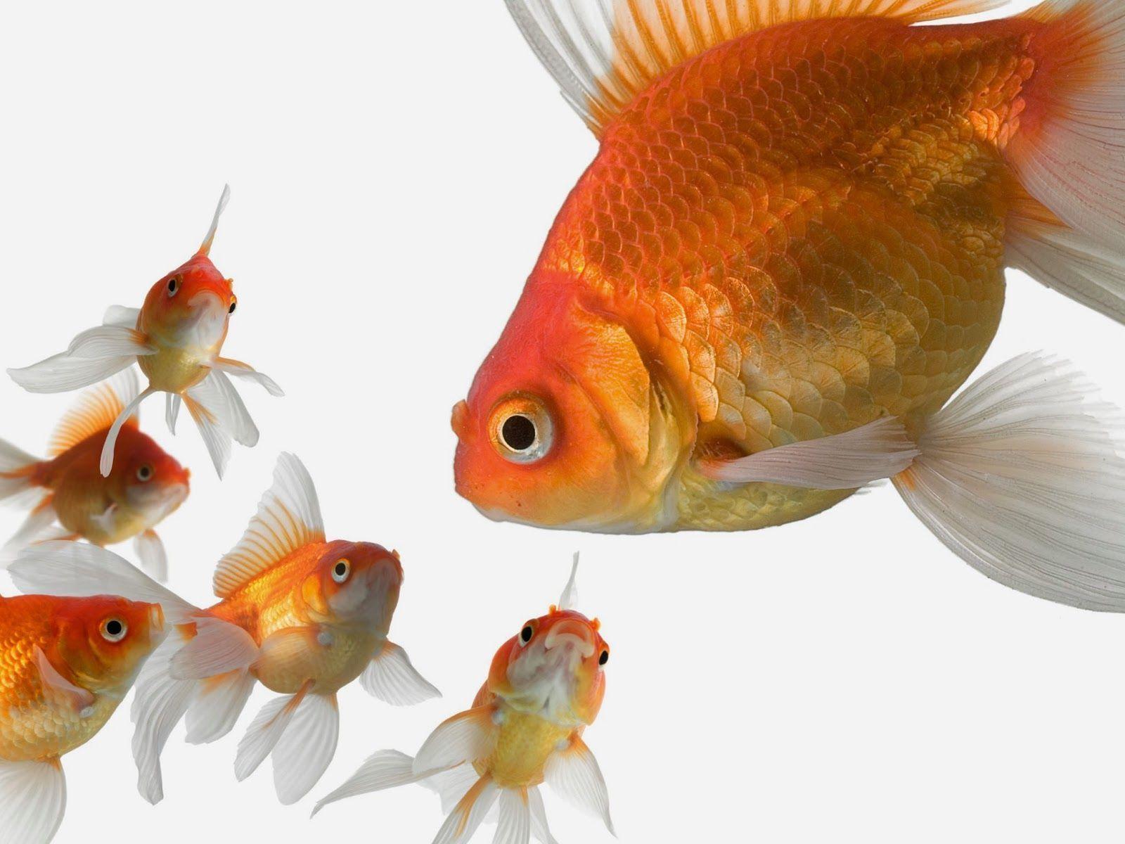 Gold Fish Wallpapers Wallpaper Cave