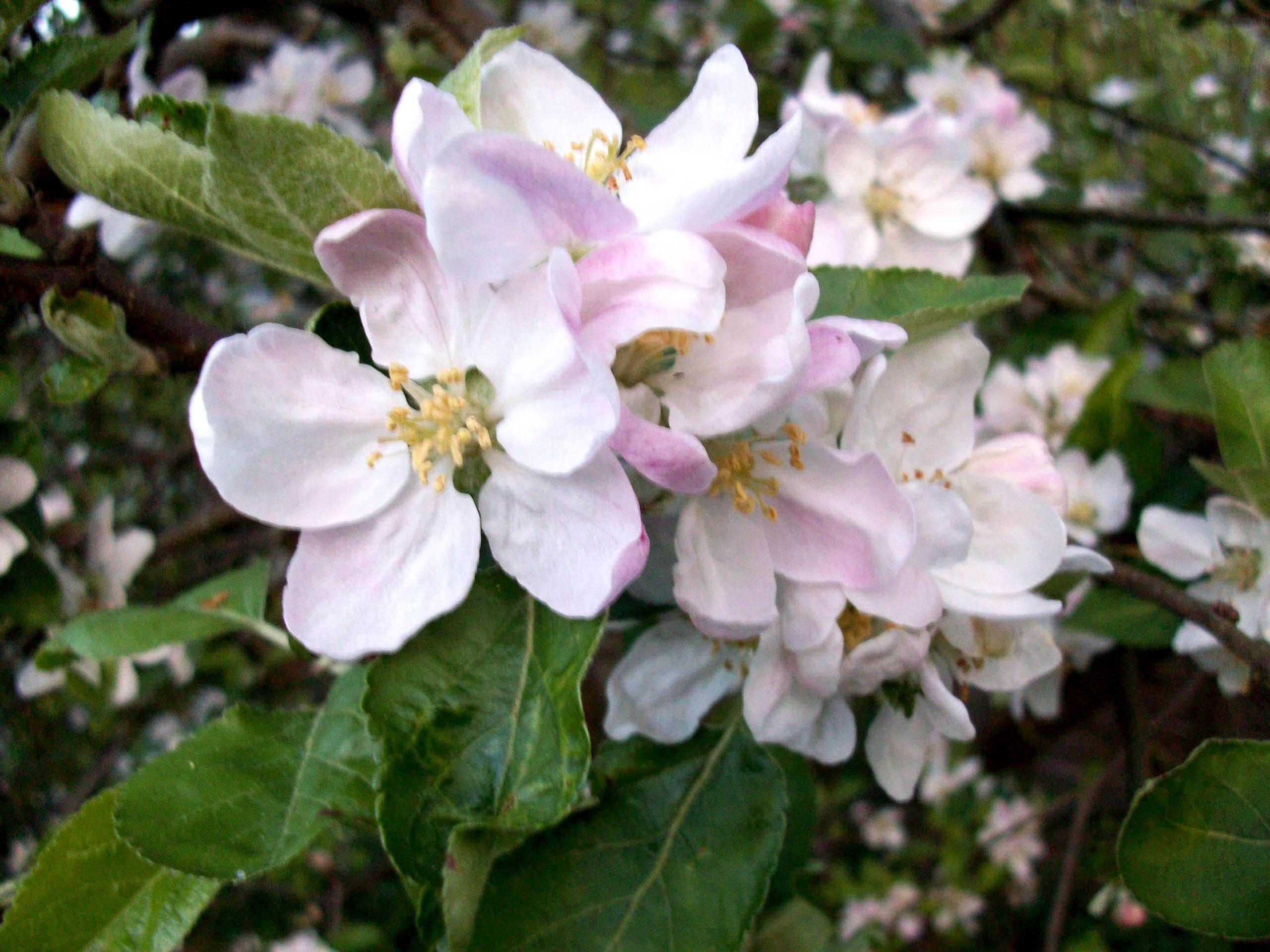 Apple Blossom Wallpapers - Wallpaper Cave