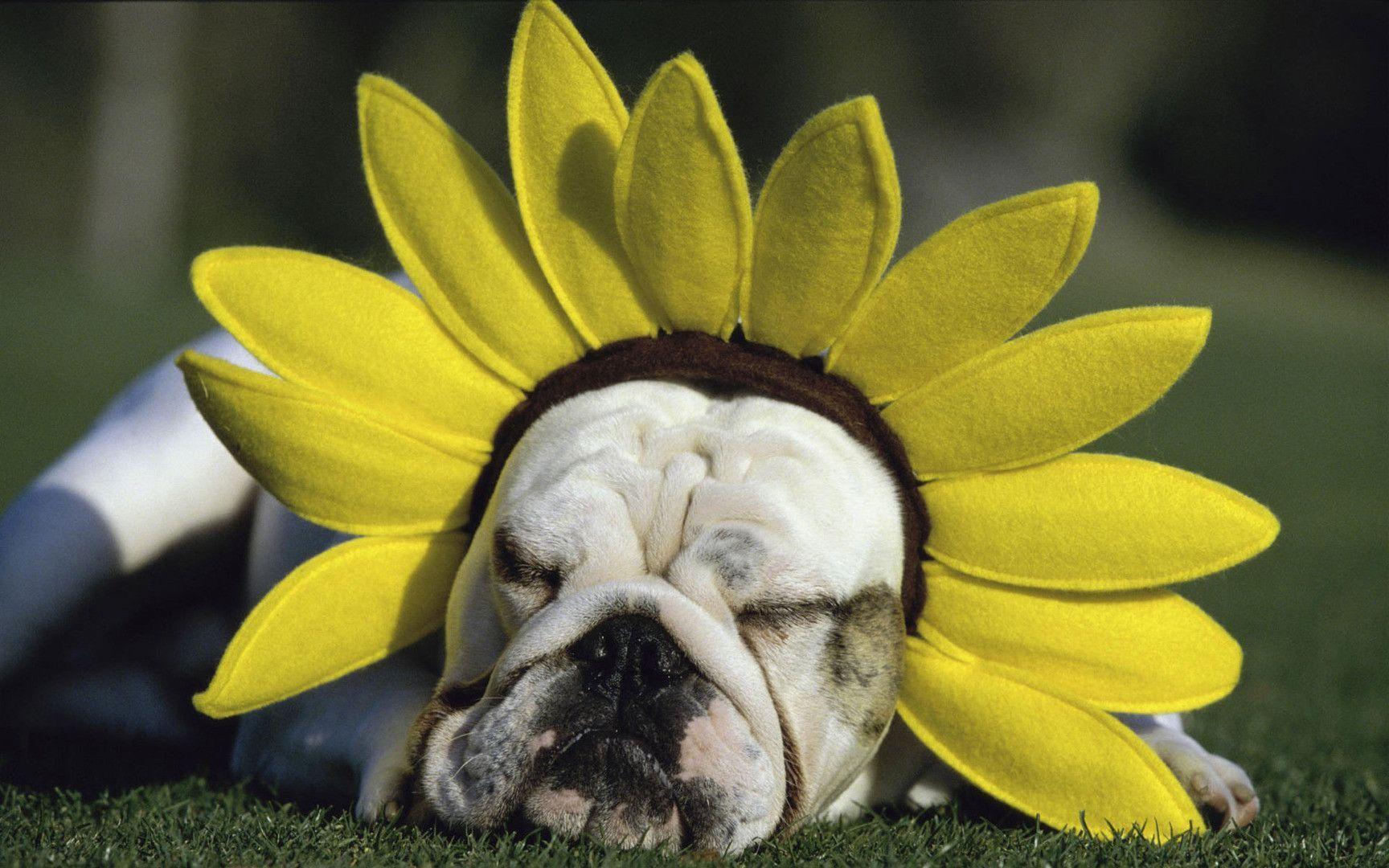 Sleeping English bulldog with sunflower hat wallpaper #
