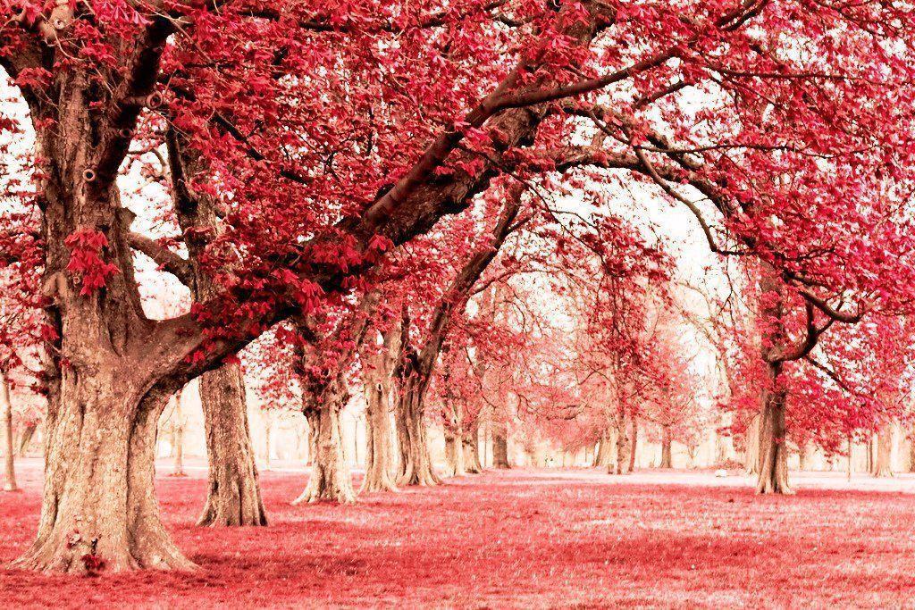 Pink Land With Tree Wallpaper