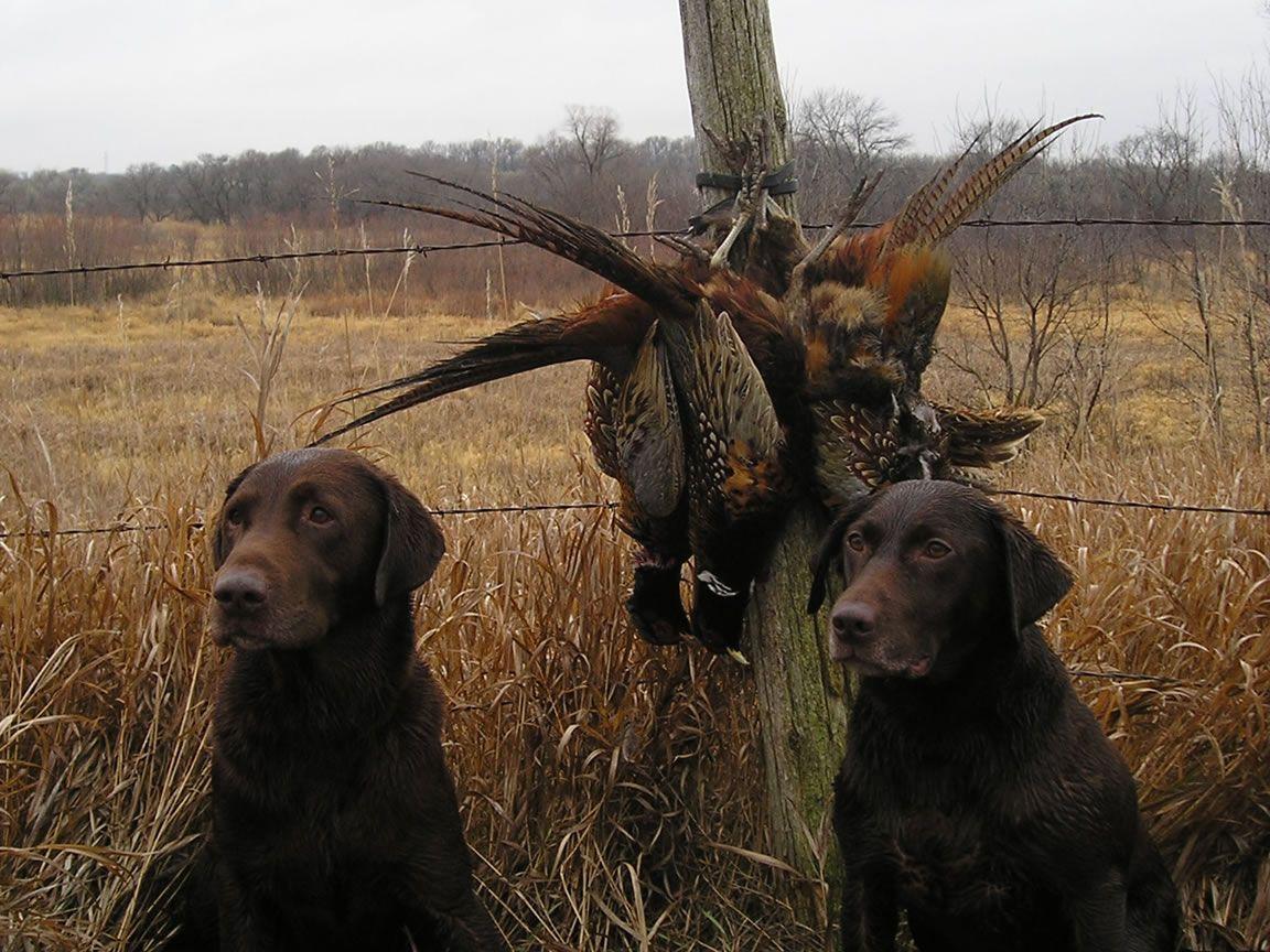 Duck Hunting Dog Wallpaper