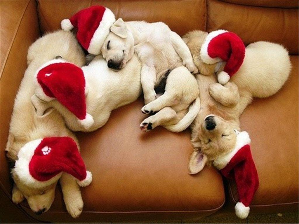 Wallpaper For > Cute Merry Christmas Wallpaper Dogs