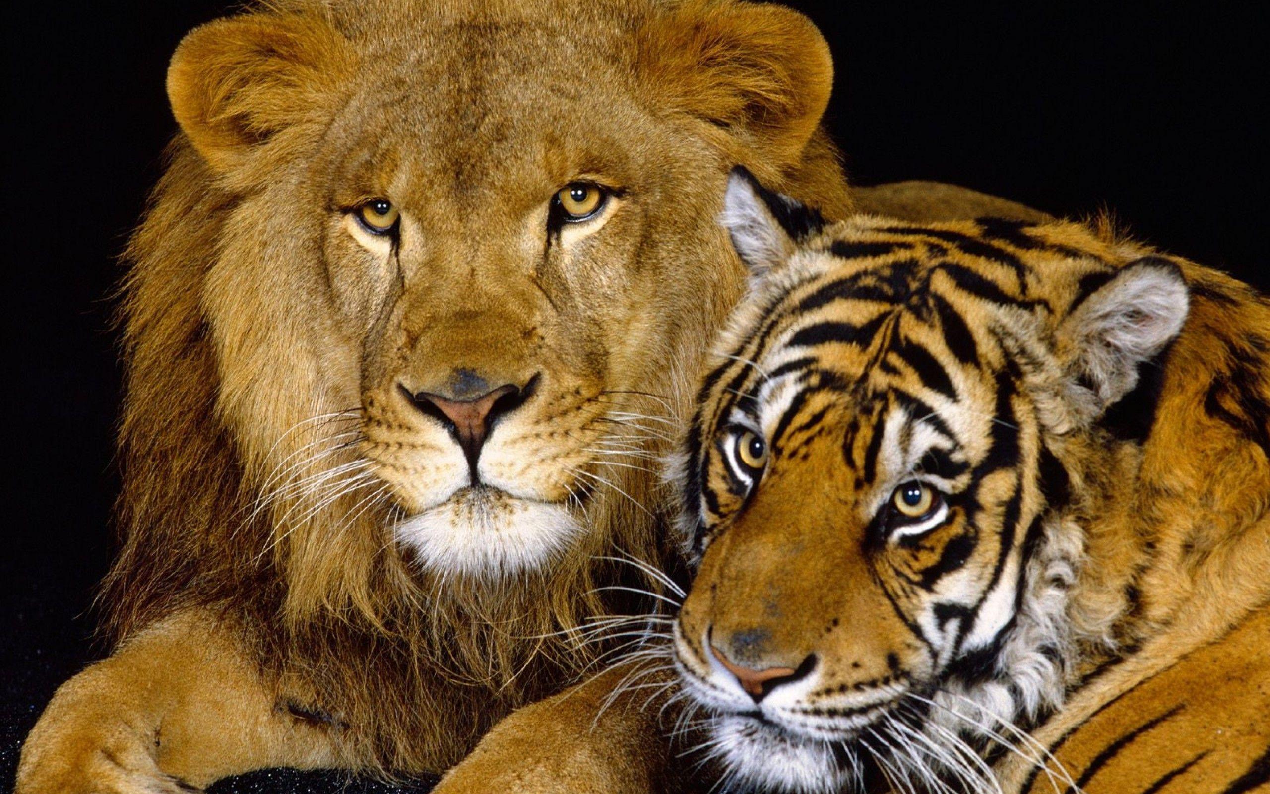 Tiger Lion Animal Desktop Wallpaper HD. Free HD Desktop Wallpaper